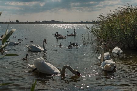 Сасык-Сиваш Сасык-Сиваш