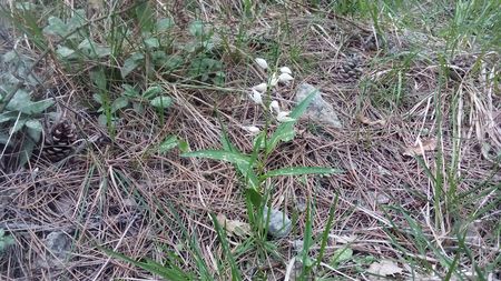 По пути им встретился Пыльцеголовник длиннолистный из семейства Орхидных, который цветёт в светлых лесах горного Крыма в мае-июне, является краснокнижным растением.