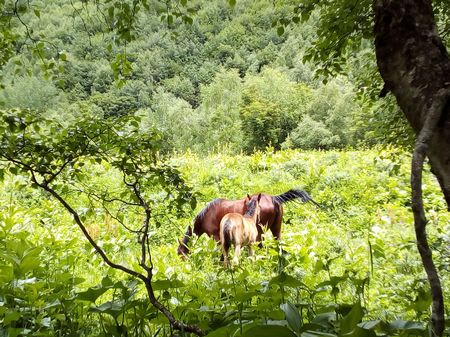 Карачаевские кони в горах