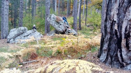 Друзья исследуют большие камни в зарослях золотистого папоротника.
