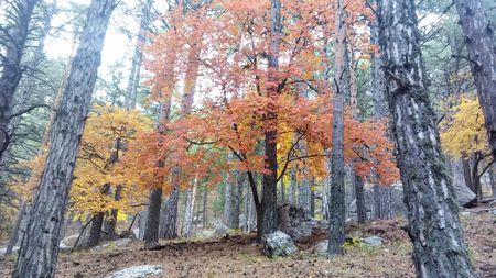По такому лесу надо идти не спеша, любуясь его красками.