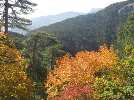 Середина октября. Лиственные деревья одеты в багрец, хвойные — зелены круглый год.