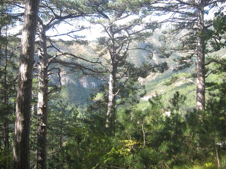 Прекрасен сосновый лес в солнечный осенний день.