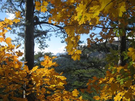 Золотистая крона клена на фоне изумрудных сосен и бирюзового неба.