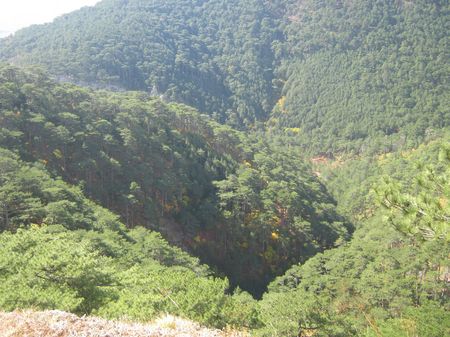 Хорошо виден желтеющий лиственный подлесок в горном сосновом лесу.