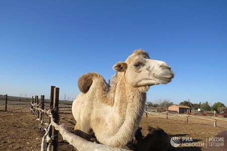 Как верблюды спасли село от вымирания Как верблюды спасли село от вымирания