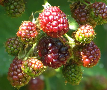 Ежевика дикая