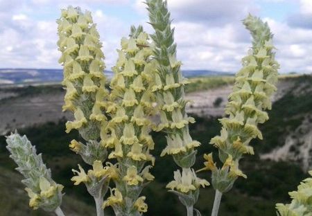 Лимонник, чабан-чай, или татар-чай