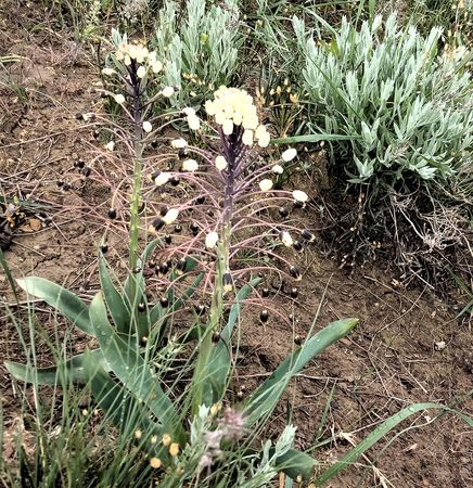 Среди майского разнотравья обнаружена цветущая Бельвалия сарматская