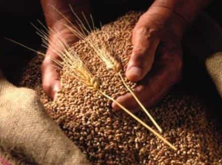 Смогут ли крымские фермеры продать урожай пшеницы?