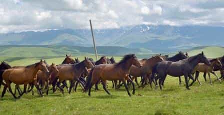 Карачаевцам удалось возродить породу карачаевских лошадей и выйти на мировой рынок с дорогими скакунами