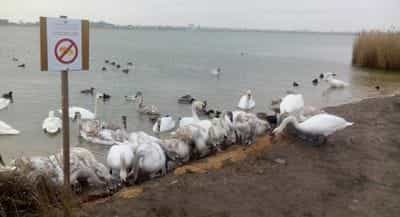 В Евпатории гибнут лебеди