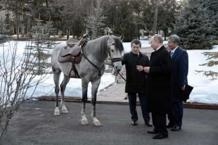 Атамбаев подарил Путину арабского скакуна