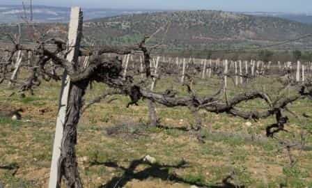 Виноградарство названо одним из приоритетных направлений развития Севастополя