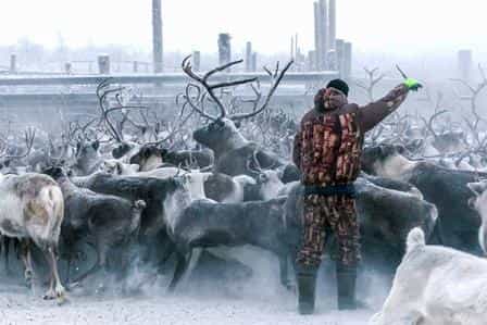 Почему толстеют народы Севера