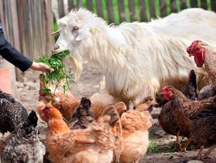 Шавкат Мирзиёев поручил выдать хозяйствам Андижанской области по две козы Шавкат Мирзиёев поручил выдать хозяйствам Андижанской области по две козы