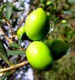 Турки обустроят оливковые плантации в Грузии