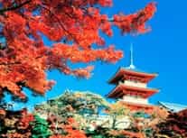 Янукович мечтает о сакуре Янукович мечтает о сакуре