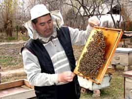 Пчеловоды Узбекистана с медом