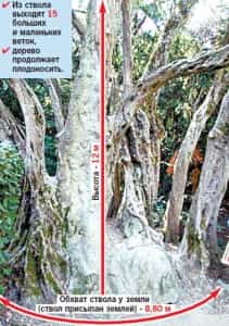 Крымскую оливу признали старейшим деревом в Украине