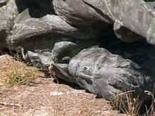 Вандалы, осквернившие памятник азербайджанским солдатам в Севастополе, задержаны