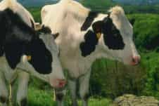 Коров в Новой Зеландии больше чем людей