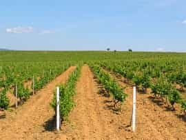 Вблизи Евпатории высадят виноград из Германии и Франции