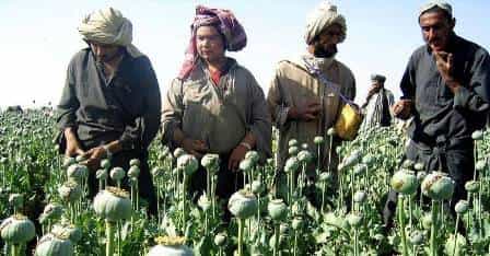 Афганцам предложили сажать хлопок и пшеницу вместо конопли и мака