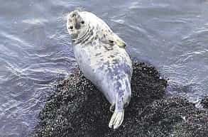 Крымский тюлень — далеко не монах