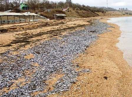 В Керчи в общей сложности на берег выбросилось 15 тонн хамсы