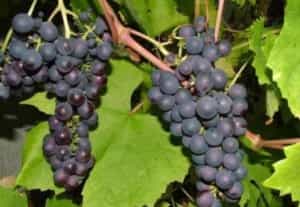 На Алтае решили выращивать виноград