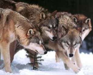 Казахская пословица гласит: «У собаки есть хозяин, а у волка есть Тенгри»
