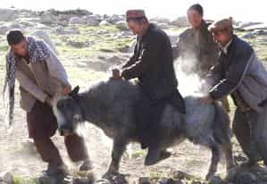 Мы решили ехать на яках...