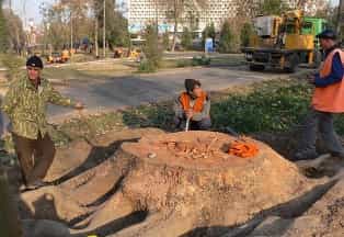 Фергана избавляется от чинар