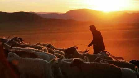 Жители степных районов Тывы всегда занимались и занимаются разведением домашних животных