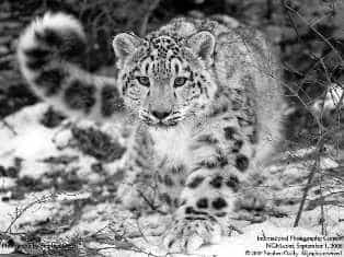 Снежного барса решили спасать всем миром