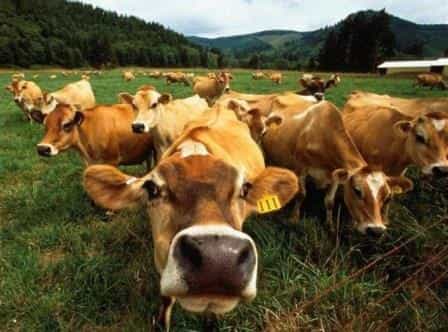 Зачем Азербайджану столько коров?