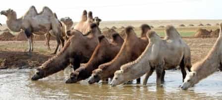 В России растет спрос на верблюжатину